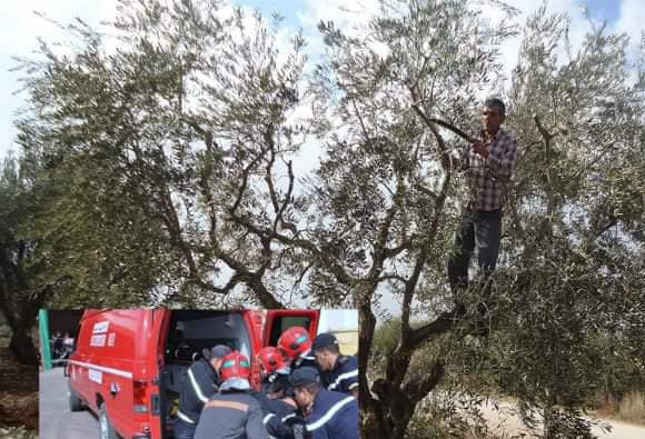 اربعيني يلقى حتفه بعد سقوطه من فوق شجرة البلوط بغابة المعمورة بالقنيطرة