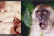 جدري القرود: منظمة الصحة العالمية تحذر باليقظة الوبائية من فيروس القرود