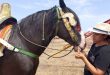 لألعاب الفروسية وتربية الخيول بعاملة المحمدية مهرجان بالوما للتبوريدة في دورته السادسة