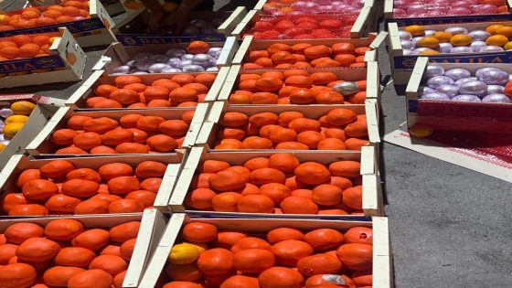 إجهاض محاولة تهريب أزيد من أربعة أطنان من الشيرا بميناء طنجة المتوسط