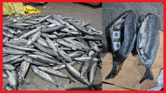 “ضربة أمنية موجعة لمافيا التهريب الدولي.. إحباط تهريب قرابة 4 أطنان من الشيرا داخل شحنة سمك بميناء طنجة المتوسط!”