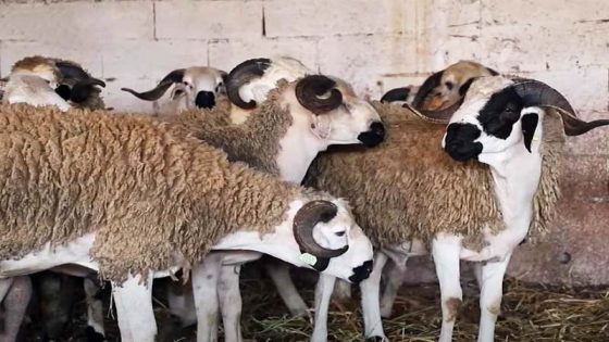 بعد عام الأزمة.. الحكومة تزف خبرا مطمئنا للمغاربة: عيد الأضحى يعود إلى طبيعته