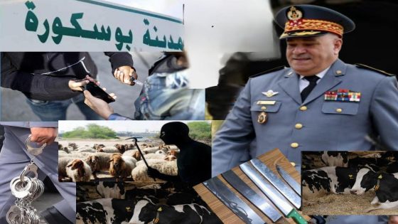 تفكيك 3 عصابات ببوسكورة.. 17 موقوفاً واسترجاع 50 رأس ماشية مسروقة