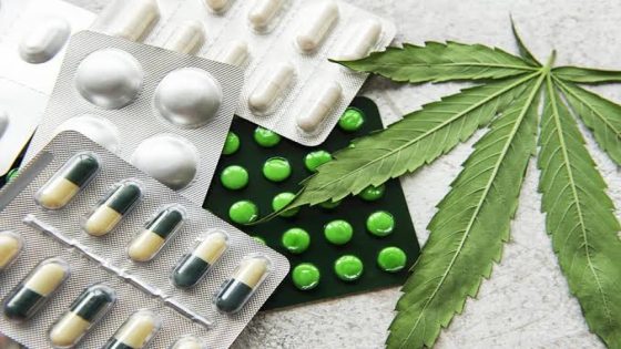 القنب الهندي في المغرب من نبتة مُثيرة للجدل إلى رافعة علاجية واعدة